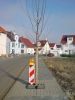Baum im Weg! Baum im Weg!